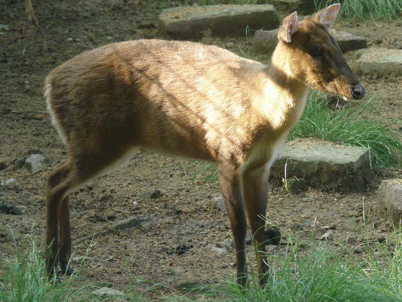 Shanghai Zoo, Muntiacus sp.