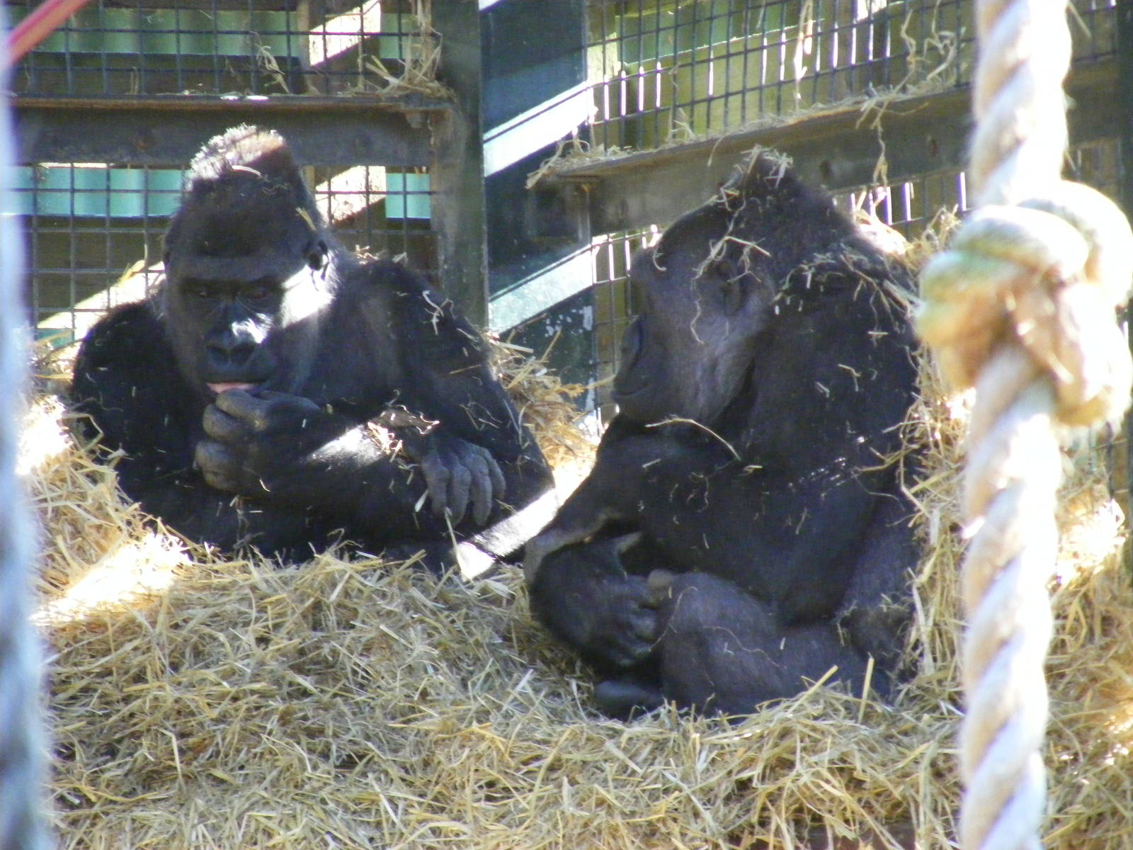 Shani, Buu and Mbula the gorillas at Chessington Zoo, 7 March 2010