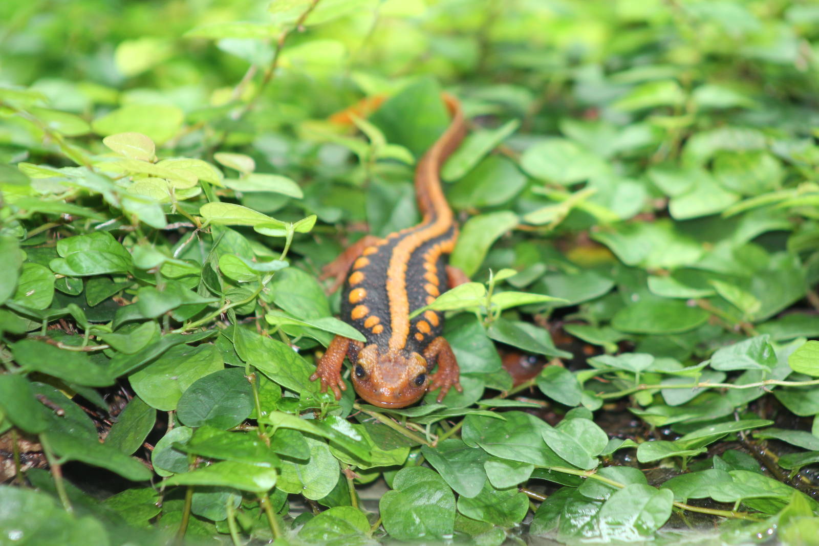 Shanjing crocodile newt