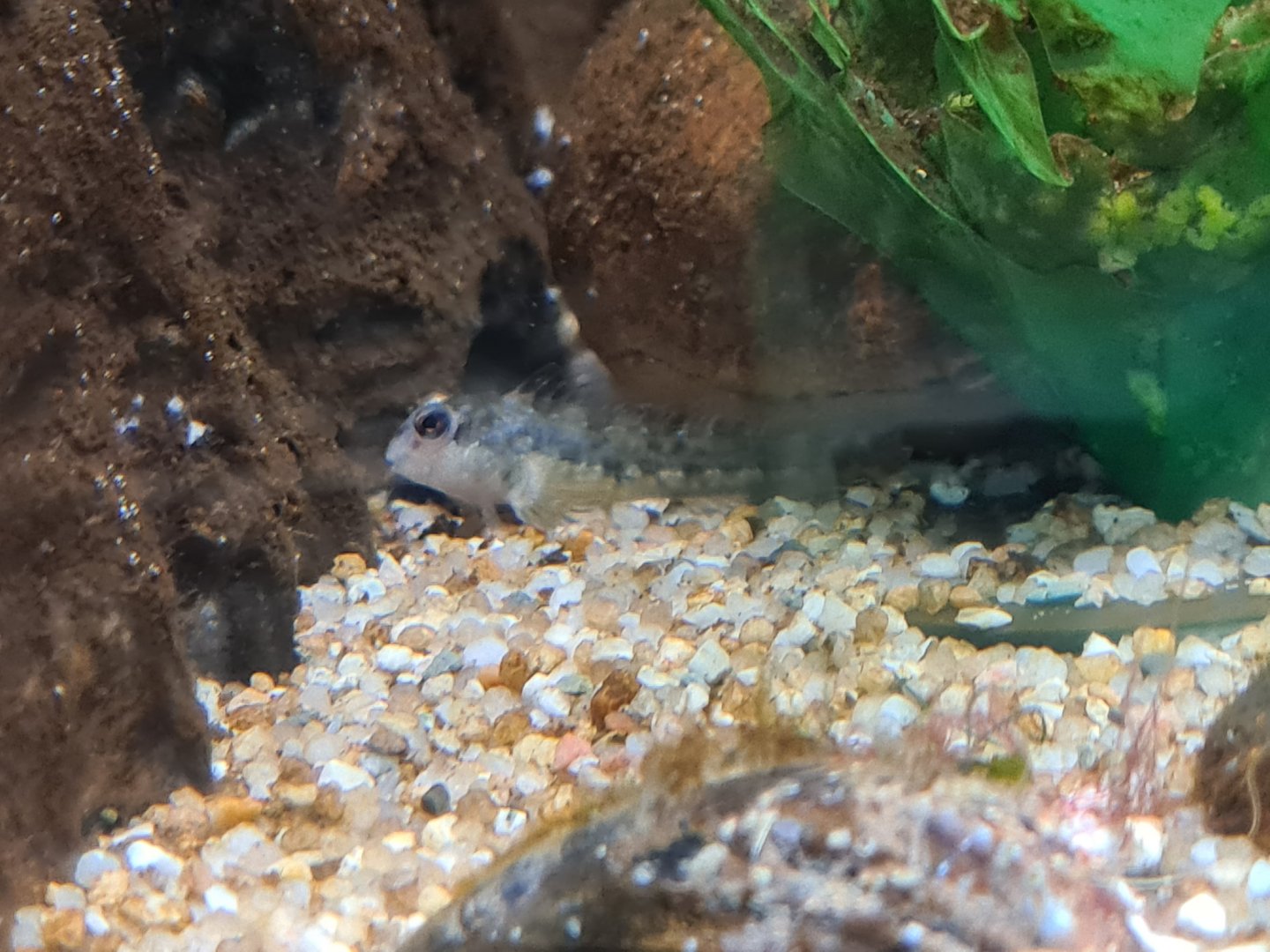 Shanny fry in egg hatching tank