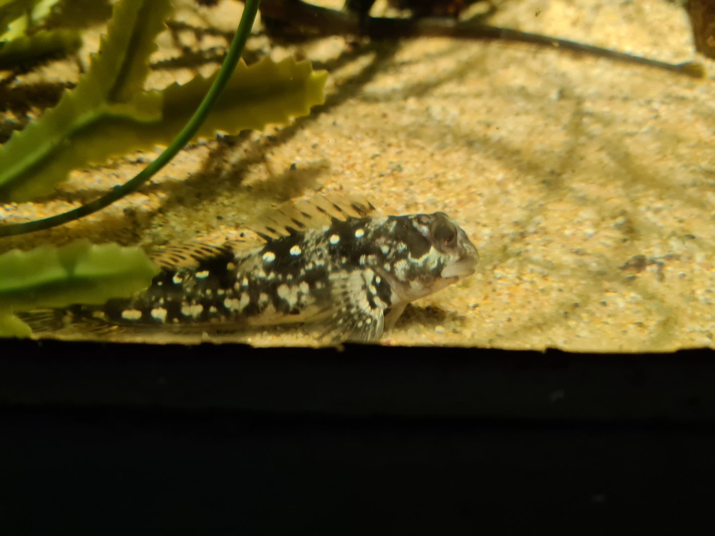 Shanny in pipefish tank