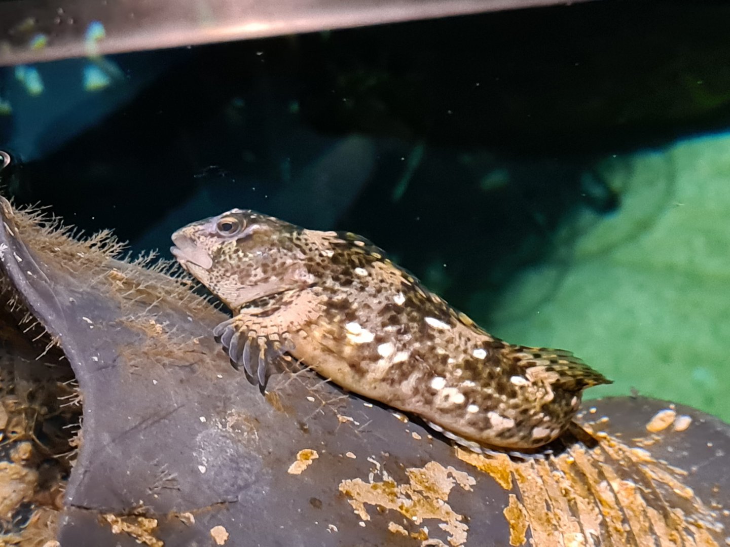 Shanny in pipefish tank