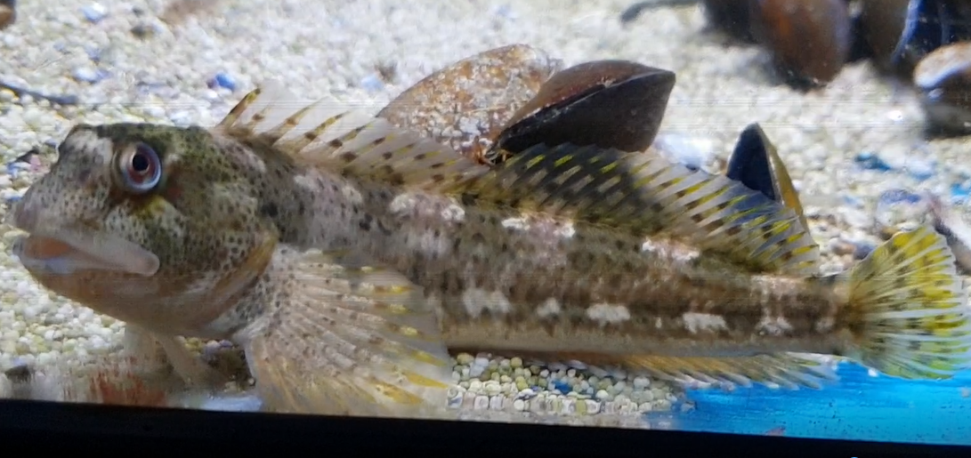 Shanny - Lipophrys pholis