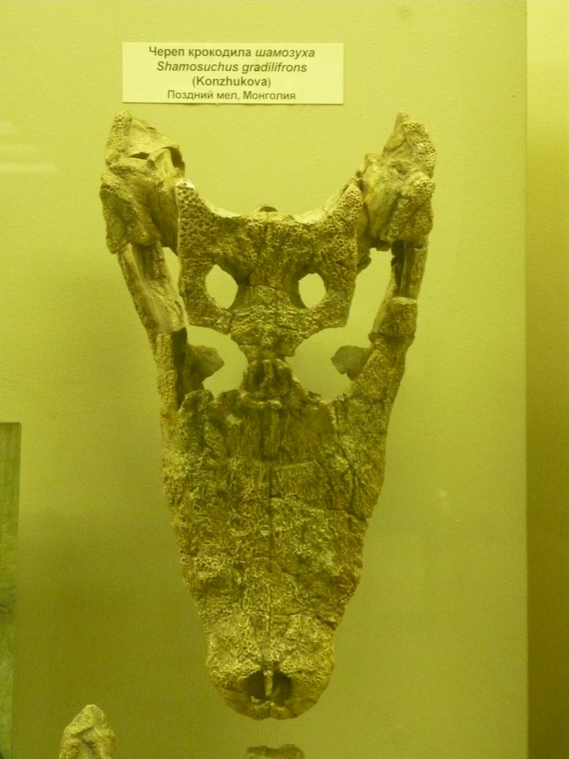 Shanosuchus gradilifrons skull