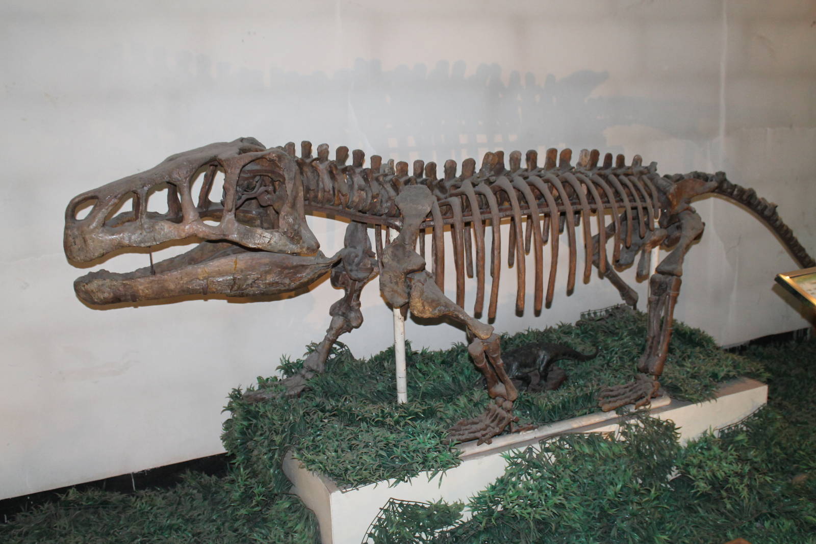 Shansisuchus shansisuchus