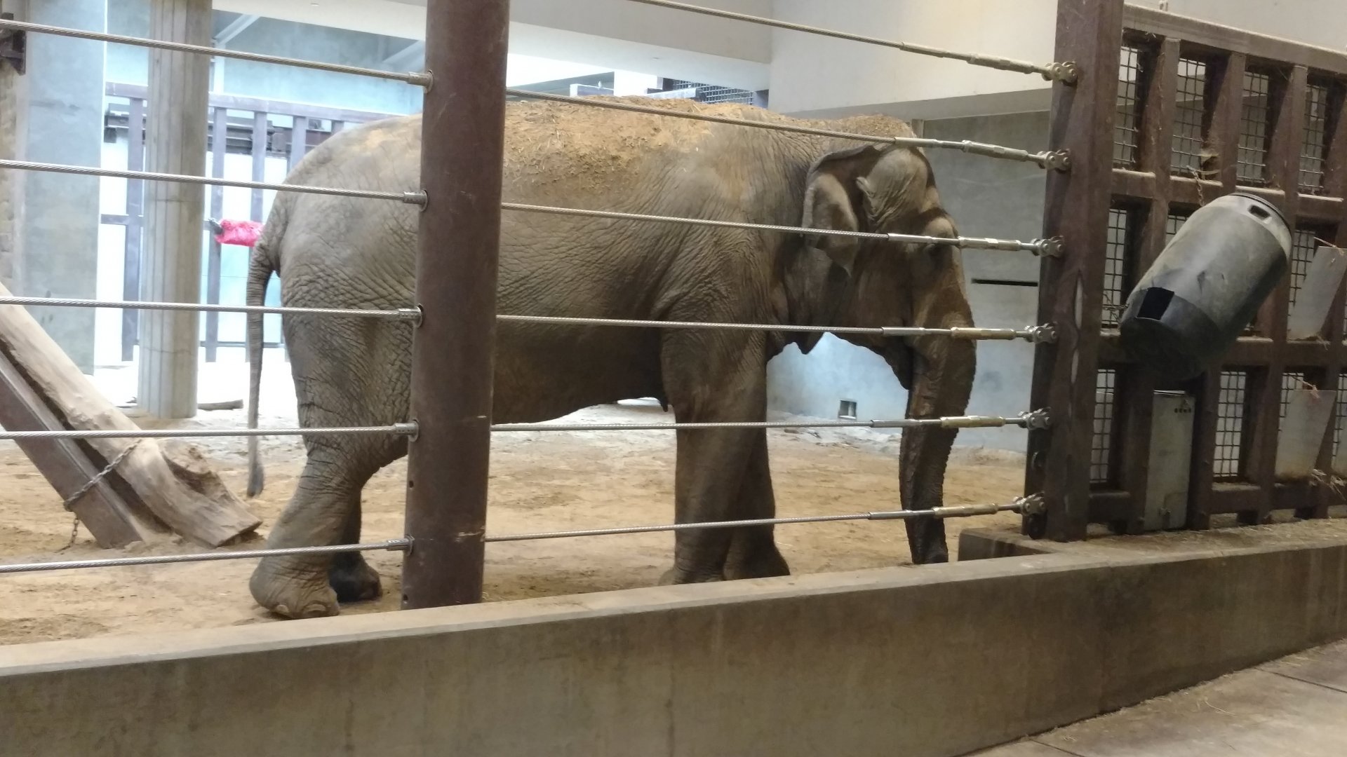 Shanthi, 44, Asian elephant, Smithsonian National Zoo, October 2019