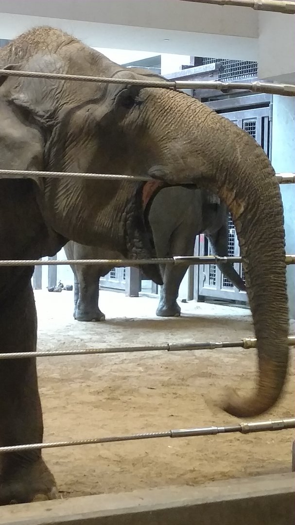 Shanthi, 44, Asian elephant, Smithsonian National Zoo