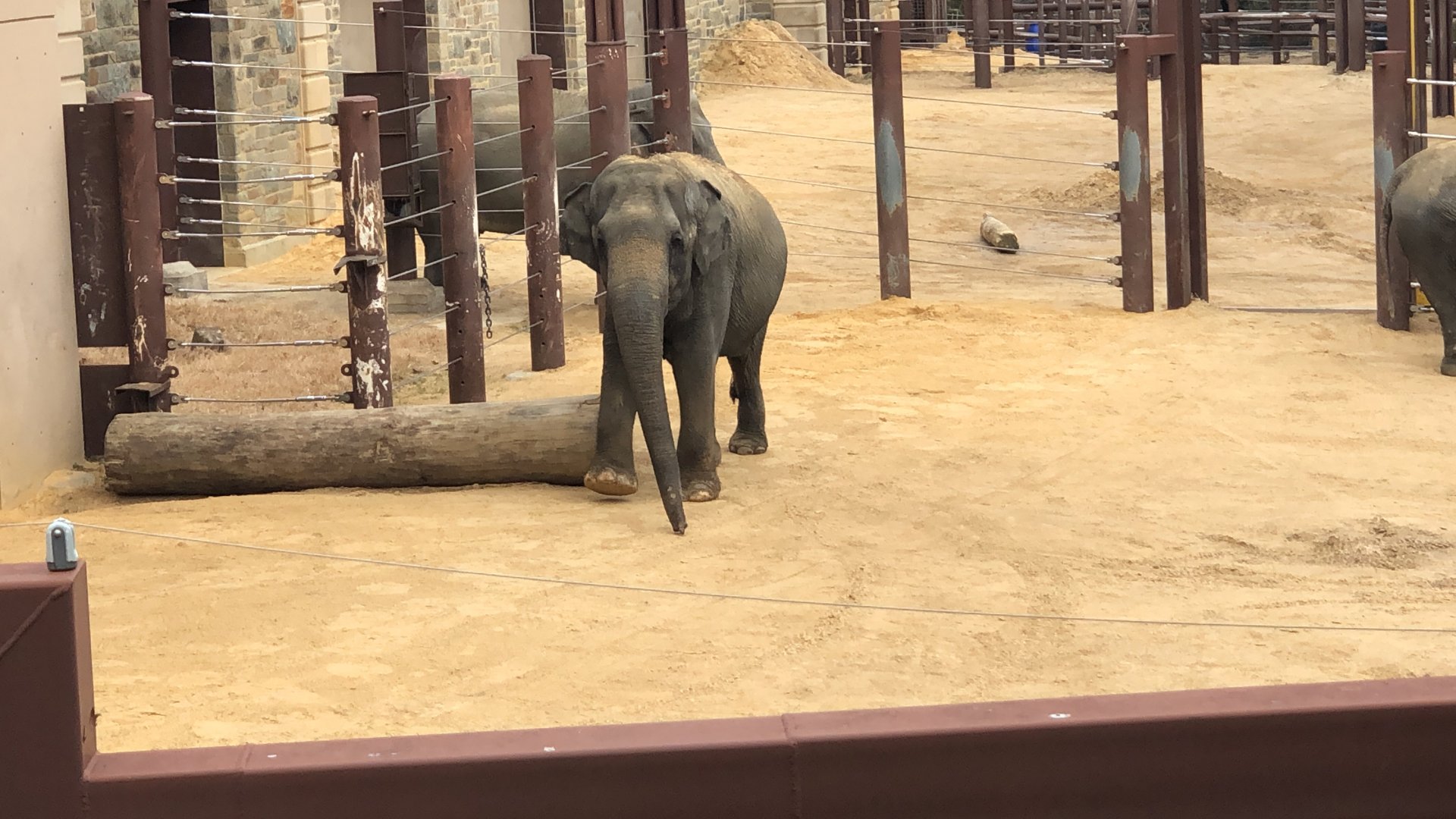 Shanthi in yard 3 pre Covid shut down