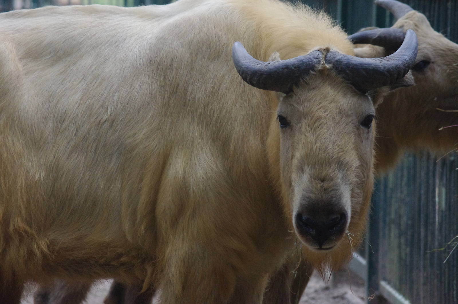 Shanxi or Golden Takin