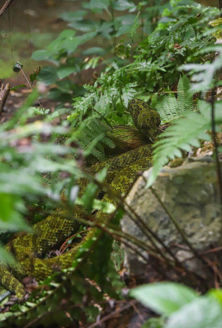 Shaoguan South China Tiger Garden - Mangshan pit viper
