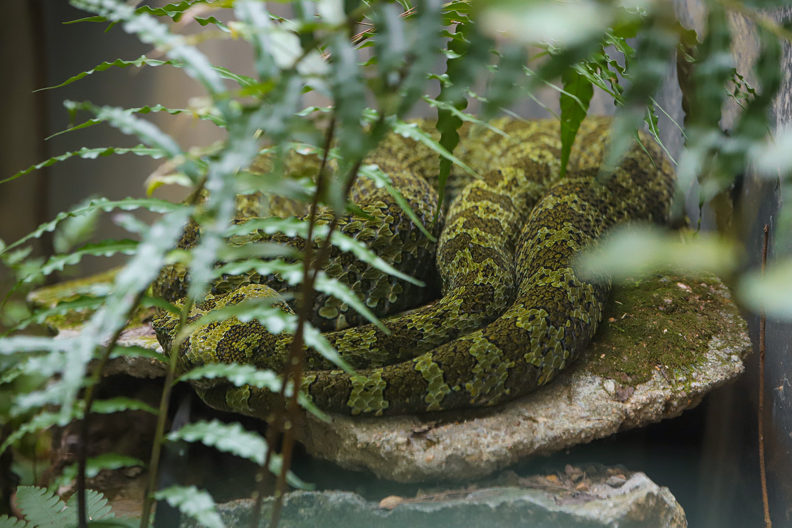 Shaoguan South China Tiger Garden - Mangshan pit viper