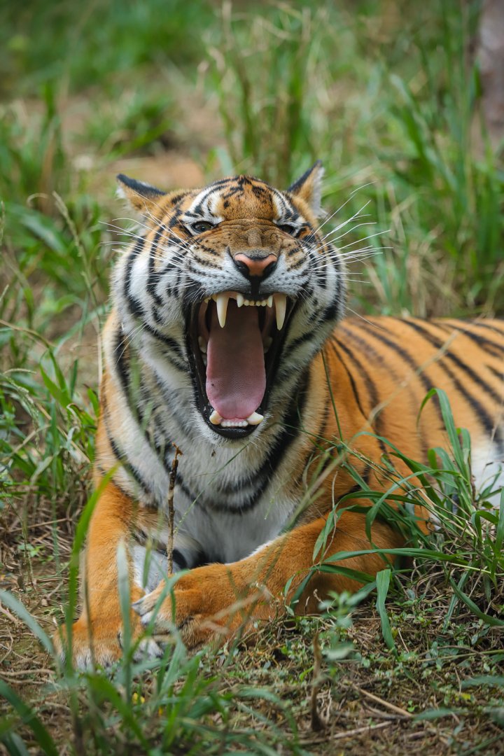 Shaoguan South China Tiger Garden - South China tiger