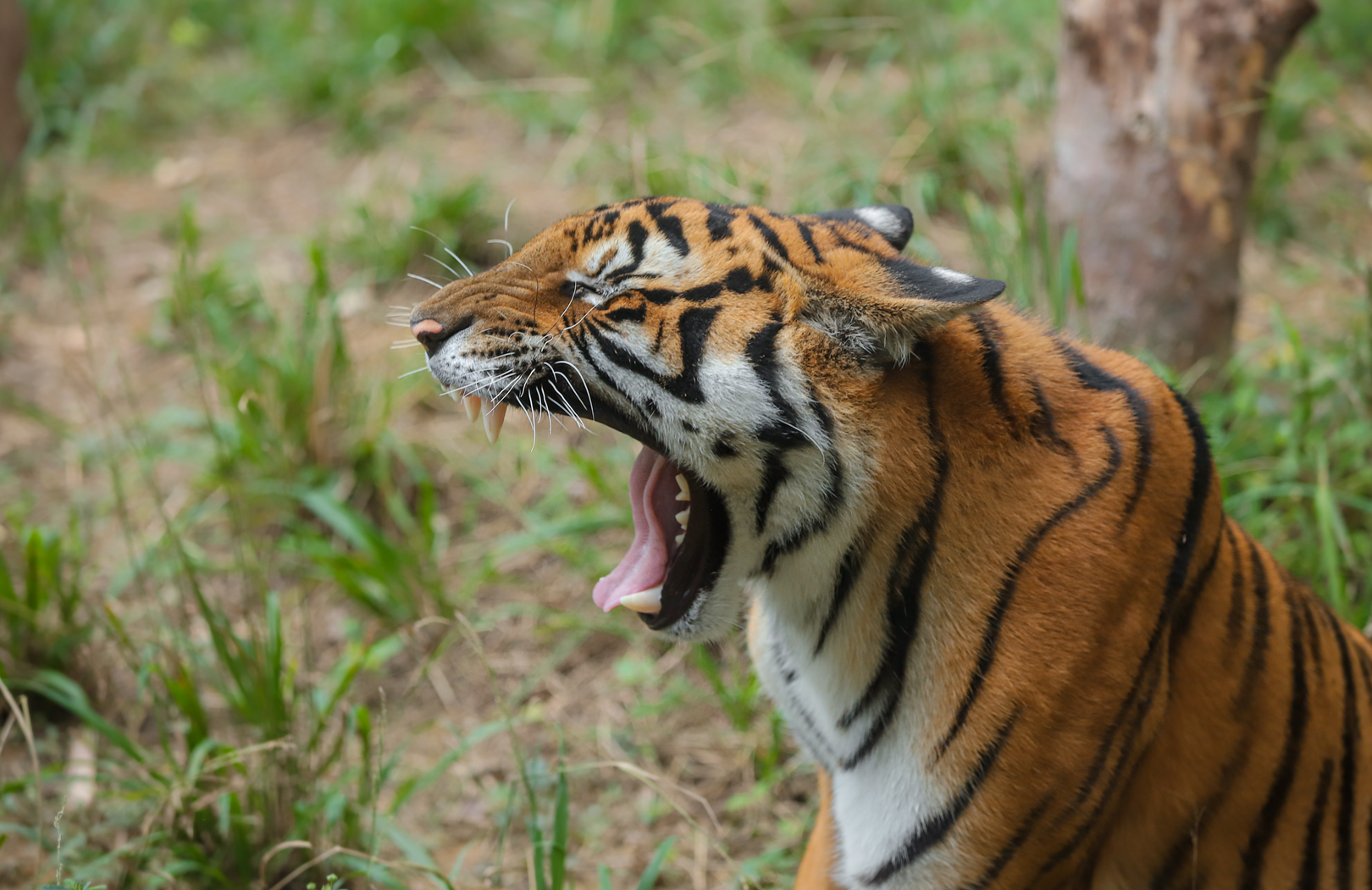 Shaoguan South China Tiger Garden - South China tiger