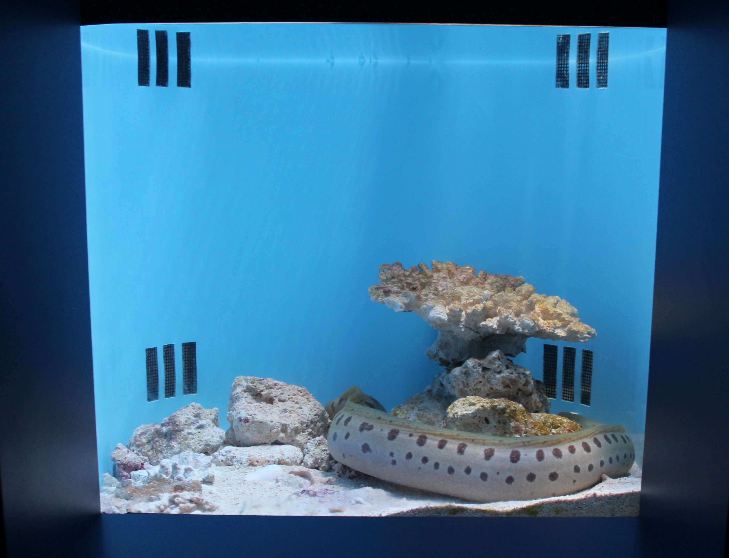 Shao's Moray (Gymnothorax shaoi) tank