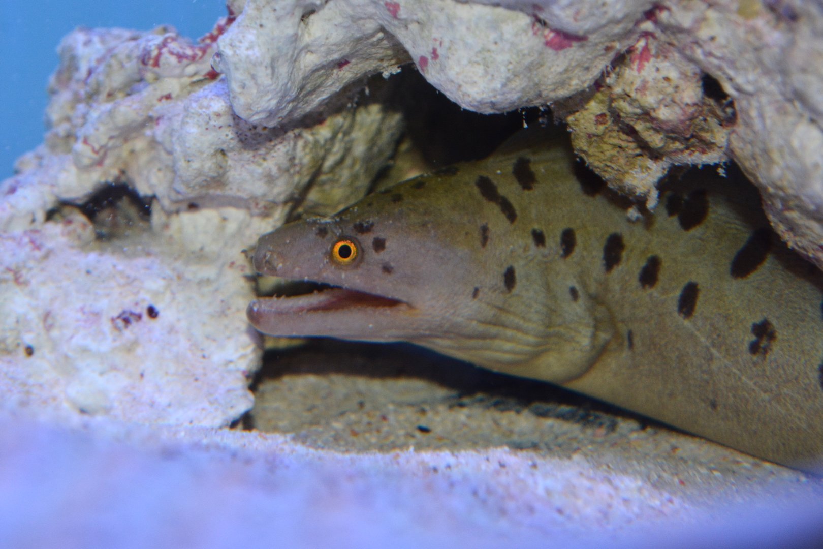 Shao’s moray (Gymnothorax shaoi)