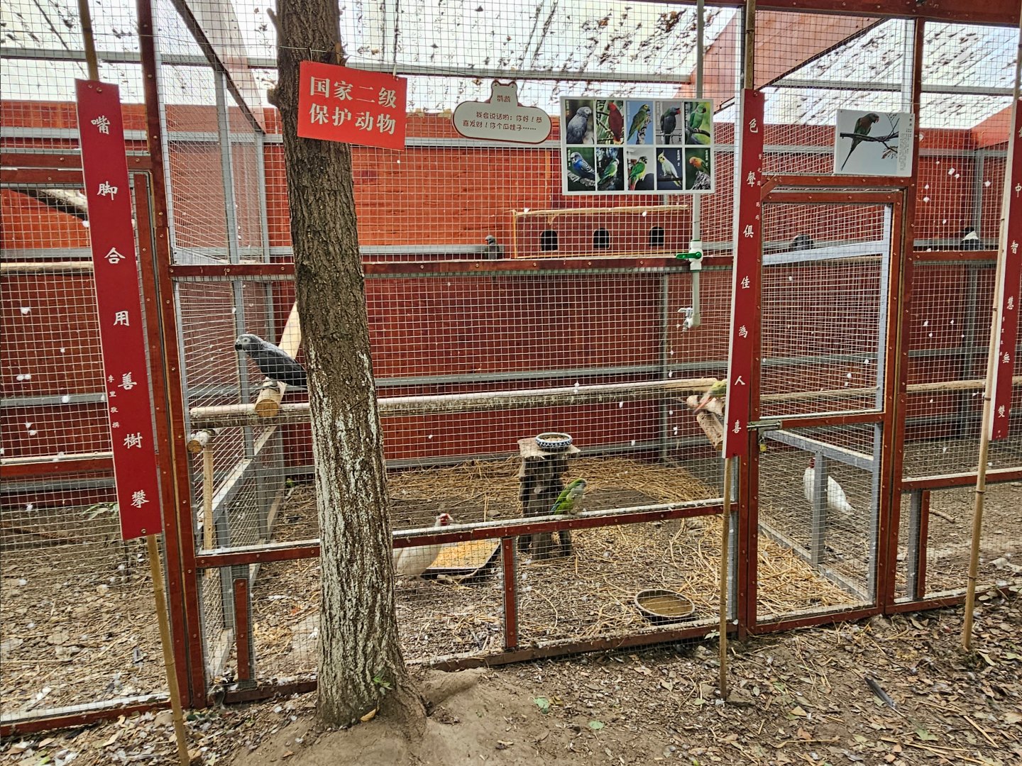 Shared parrot aviary,  Zanhuayuan Zoo / Guoxue Boutique Zoo, Shifang