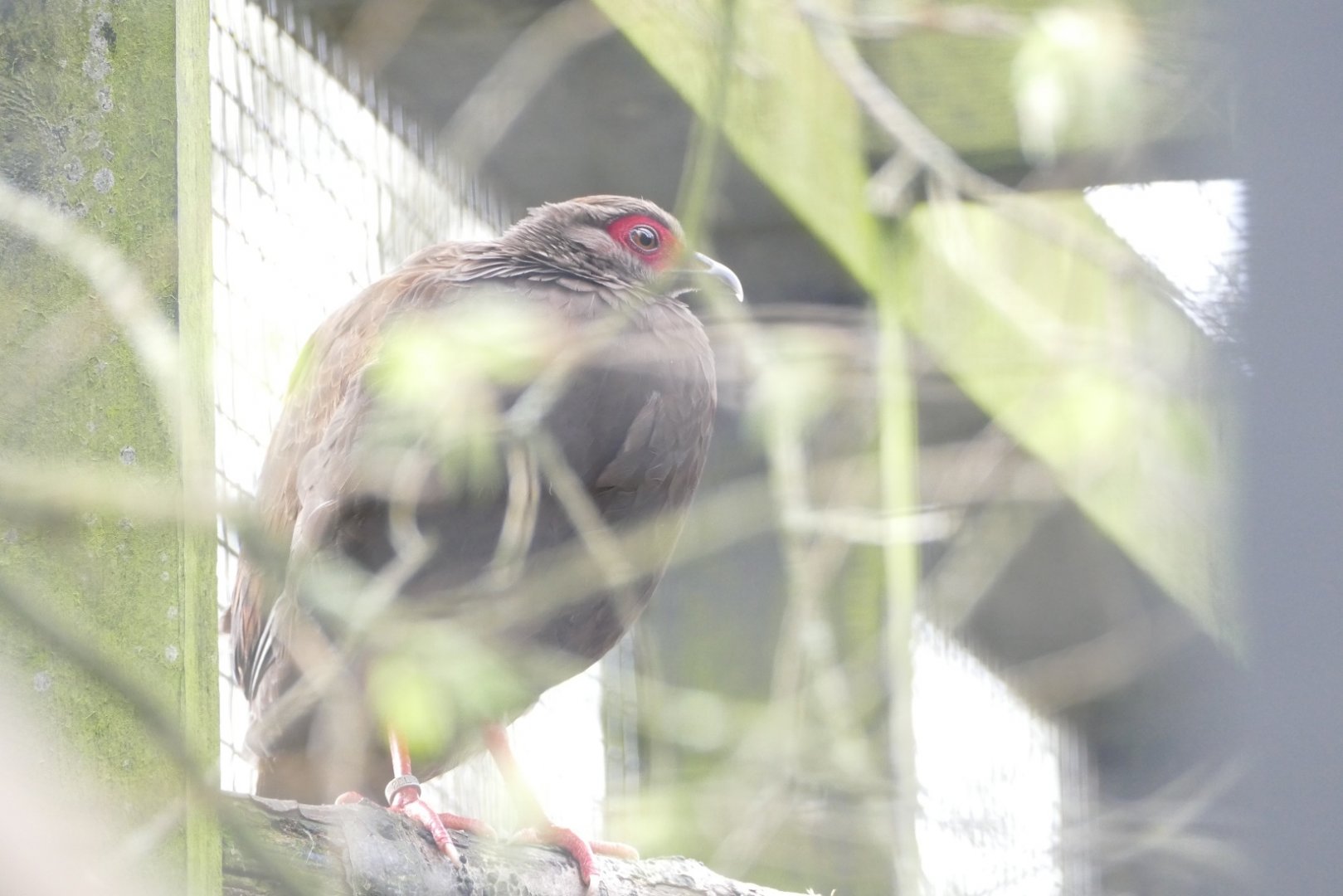 Sharing with the red-billed blue magpies, March 2019