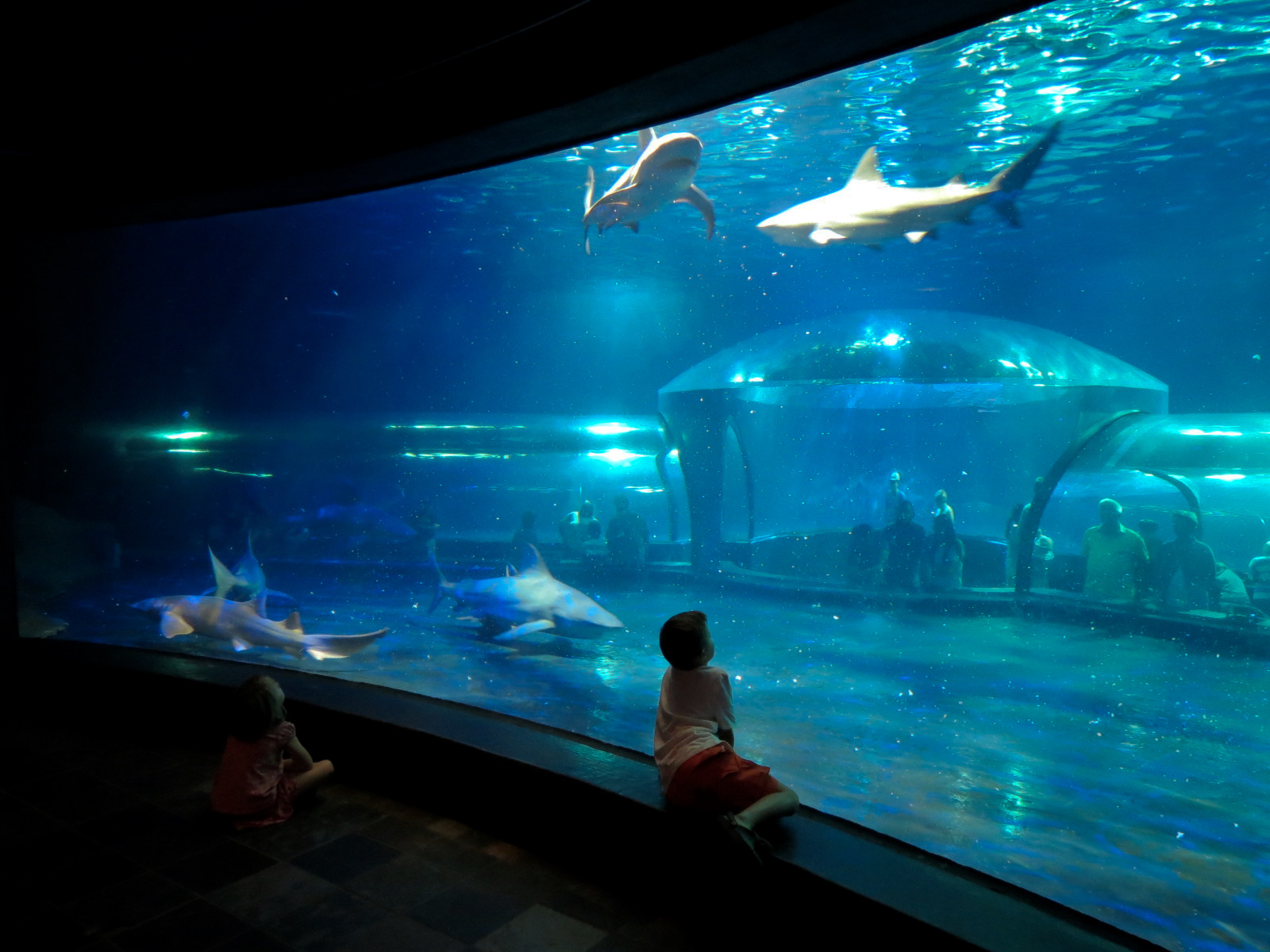 Shark Adventure - Bull Shark and Nurse Shark Exhibit