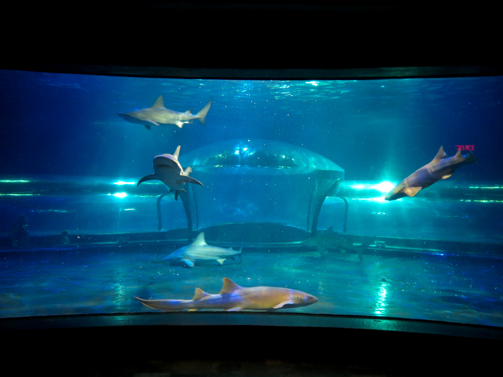 Shark Adventure - Bull Shark and Nurse Shark Exhibit