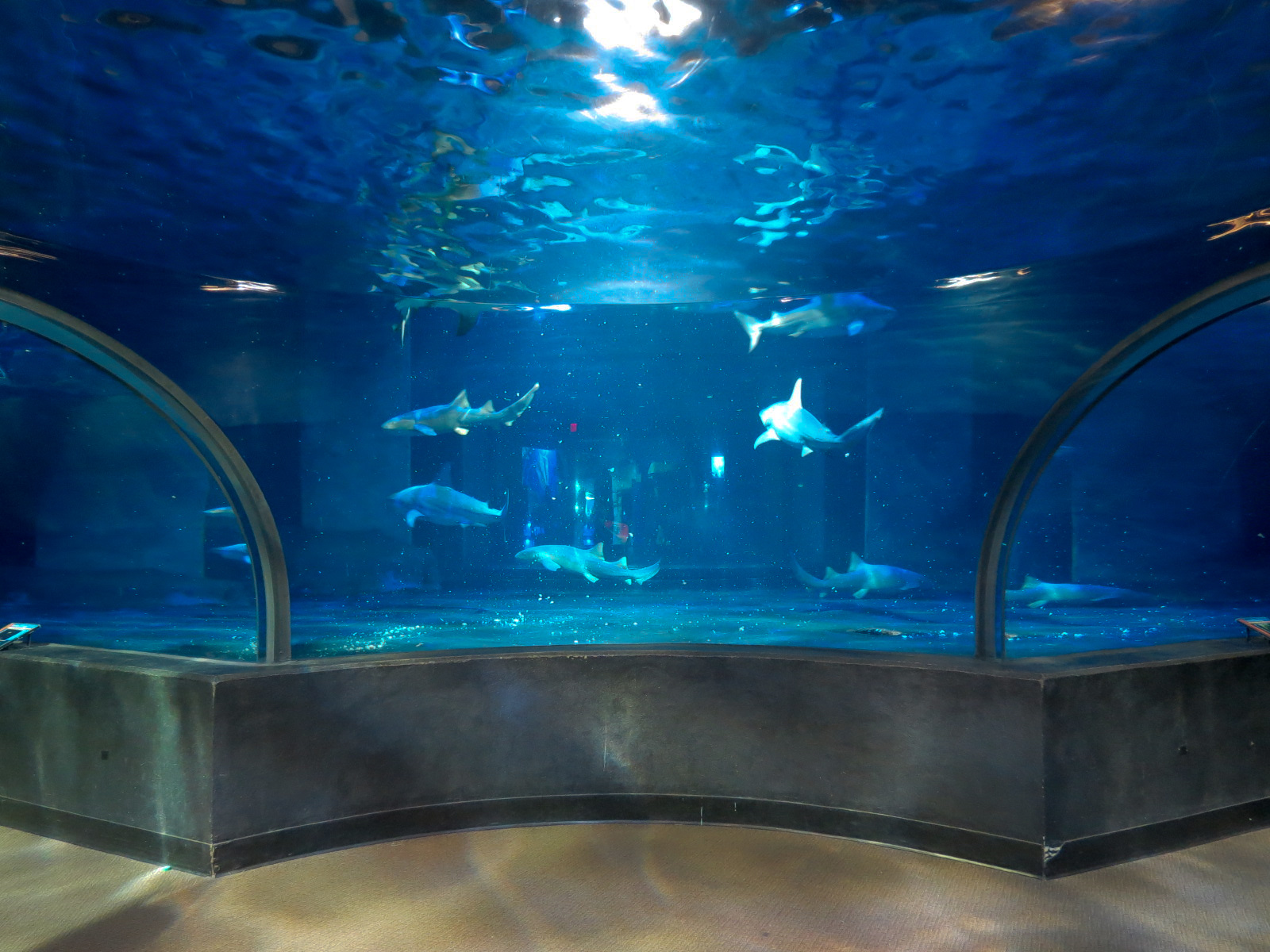 Shark Adventure - Bull Shark and Nurse Shark Exhibit