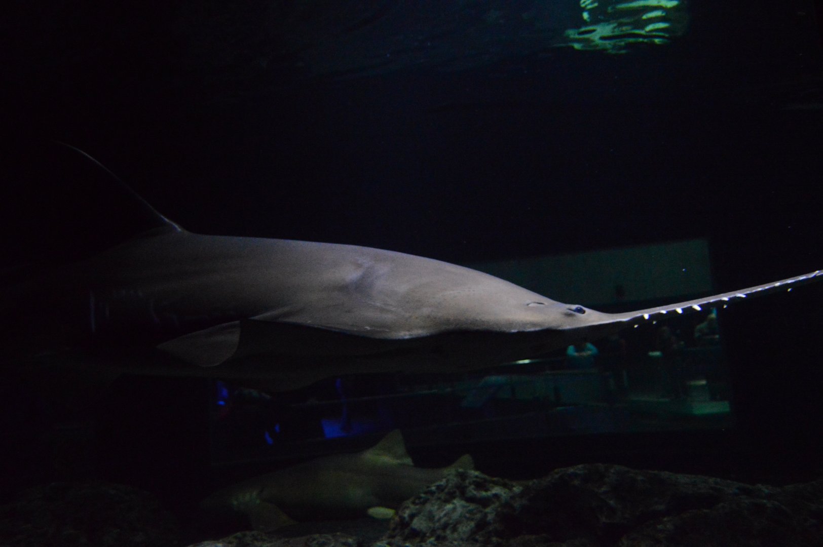 Shark Alley - Common Sawfish (Pristis pristis) and Nurse Shark (Ginglymostoma cirratum)