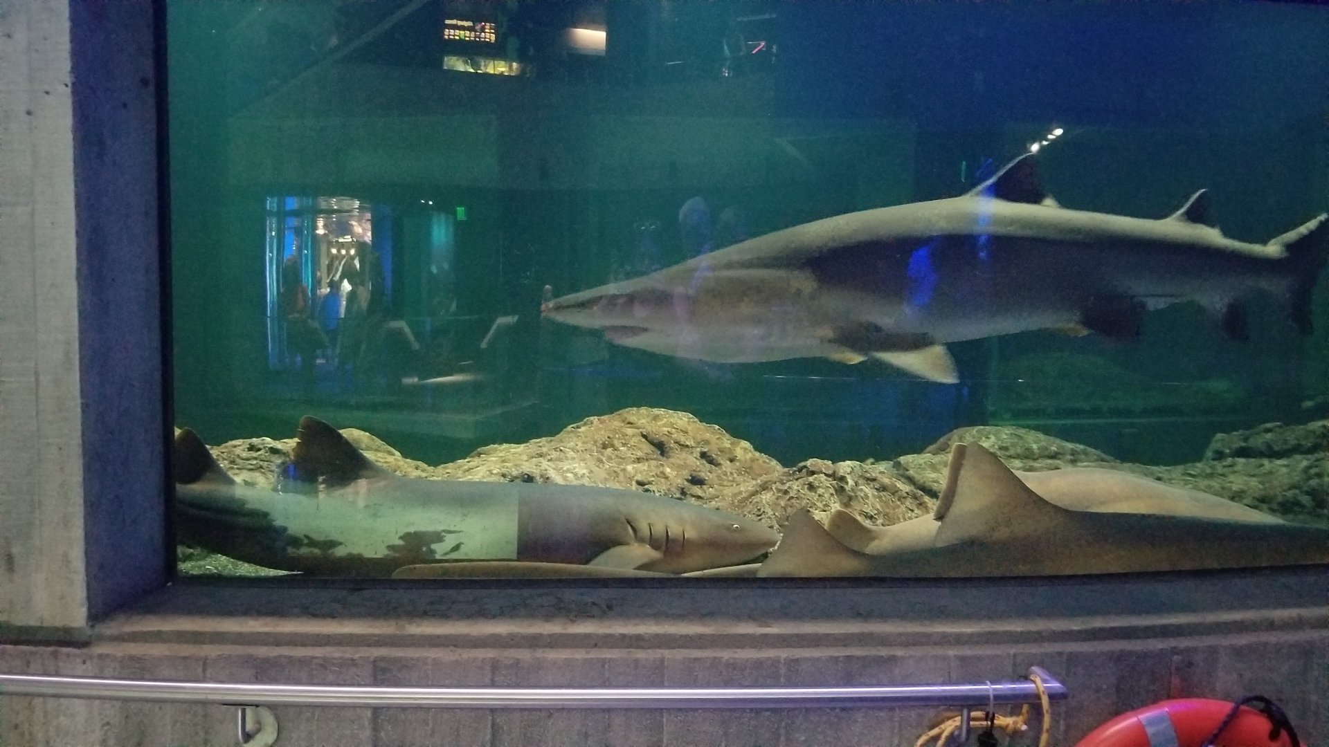 Shark Alley from Blacktip Reef