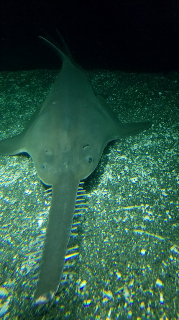 Shark Alley: Largetooth sawfish