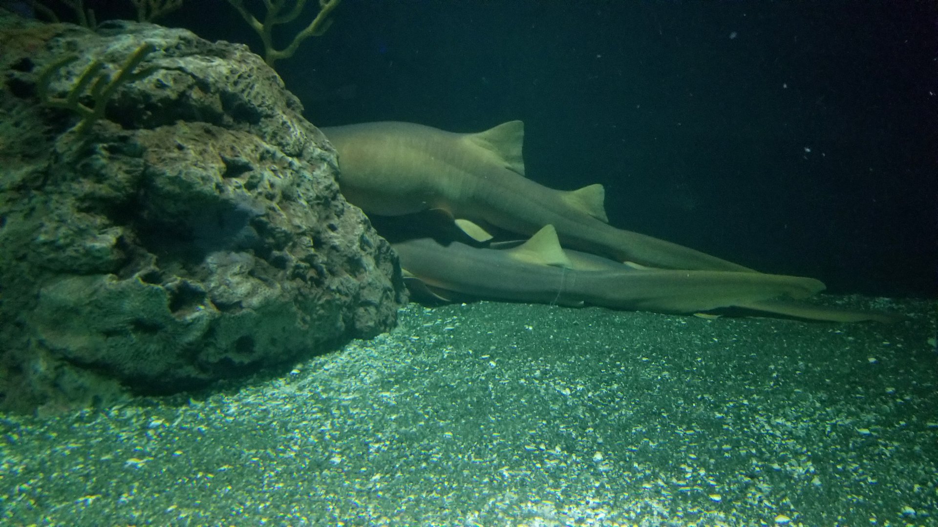 Shark Alley: Nurse shark pile