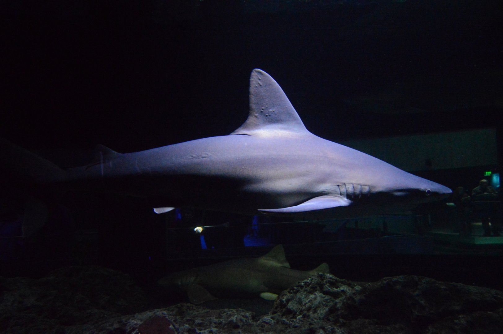 Shark Alley - Sandbar Shark (Carcharhinus plumbeus) and Nurse Shark (Ginglymostoma cirratum)