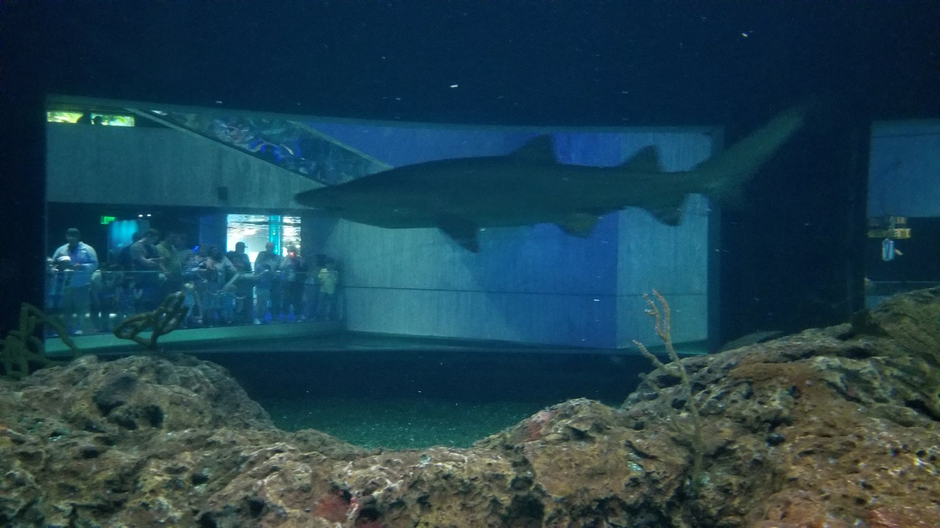Shark Alley
