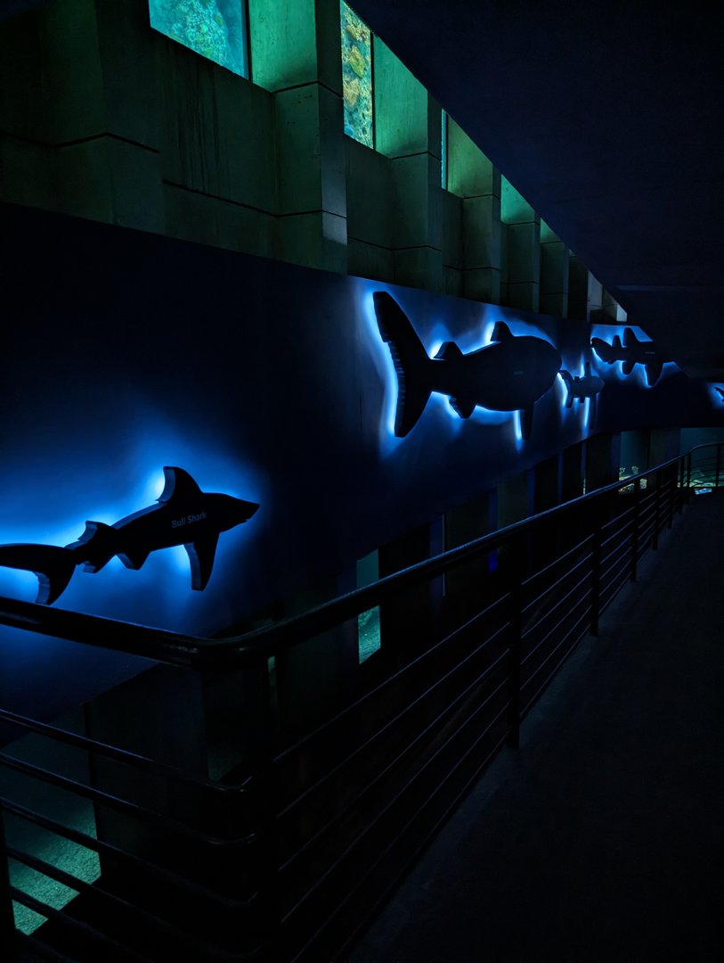 Shark Alley