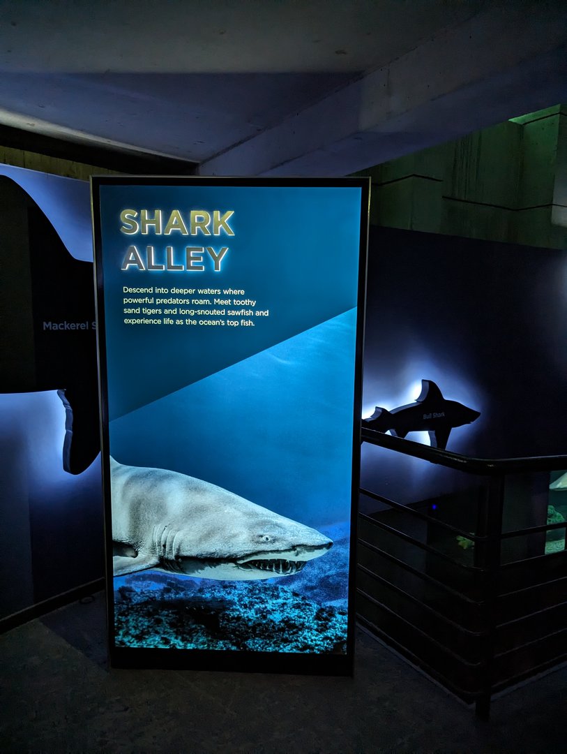 Shark Alley