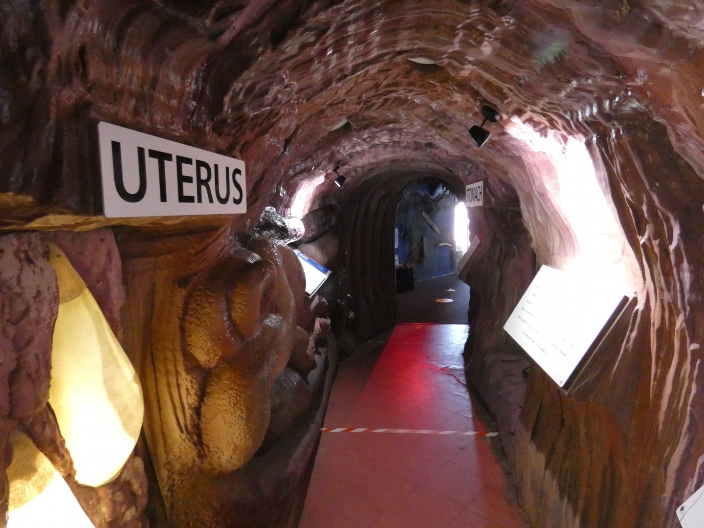 Shark anatomy display