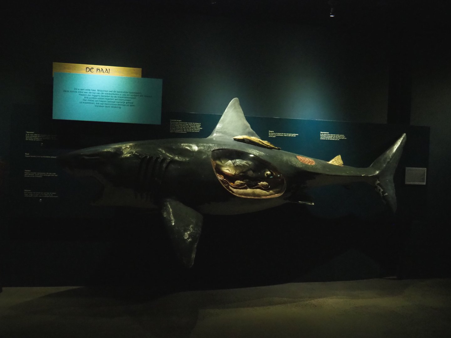 Shark anatomy educational model (Nov 10th, 2018)