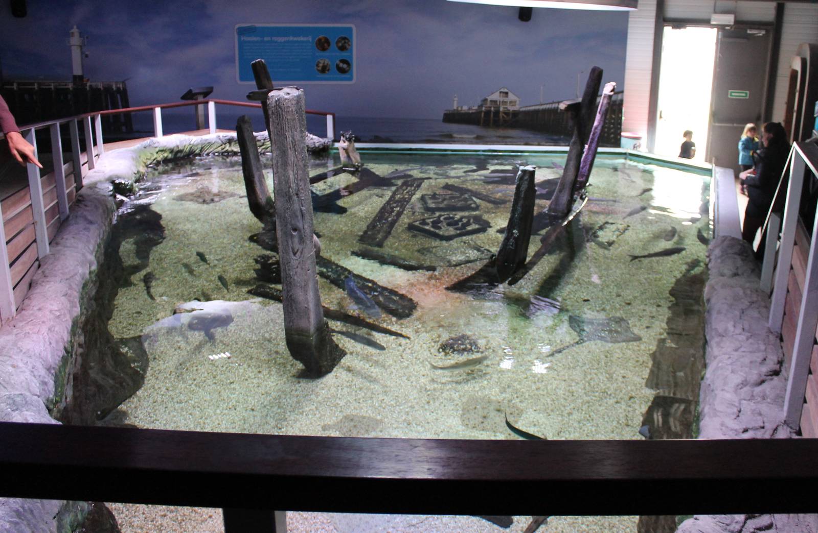 Shark and ray bassin