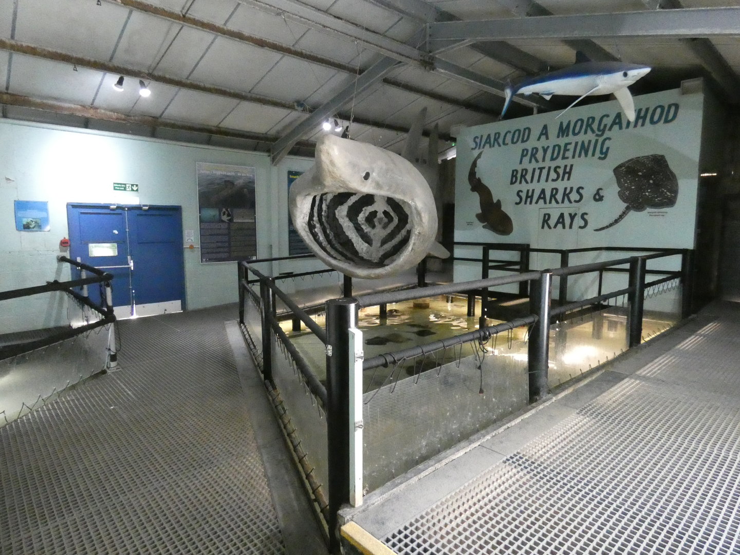 Shark and ray pool - Anglesey Sea Zoo