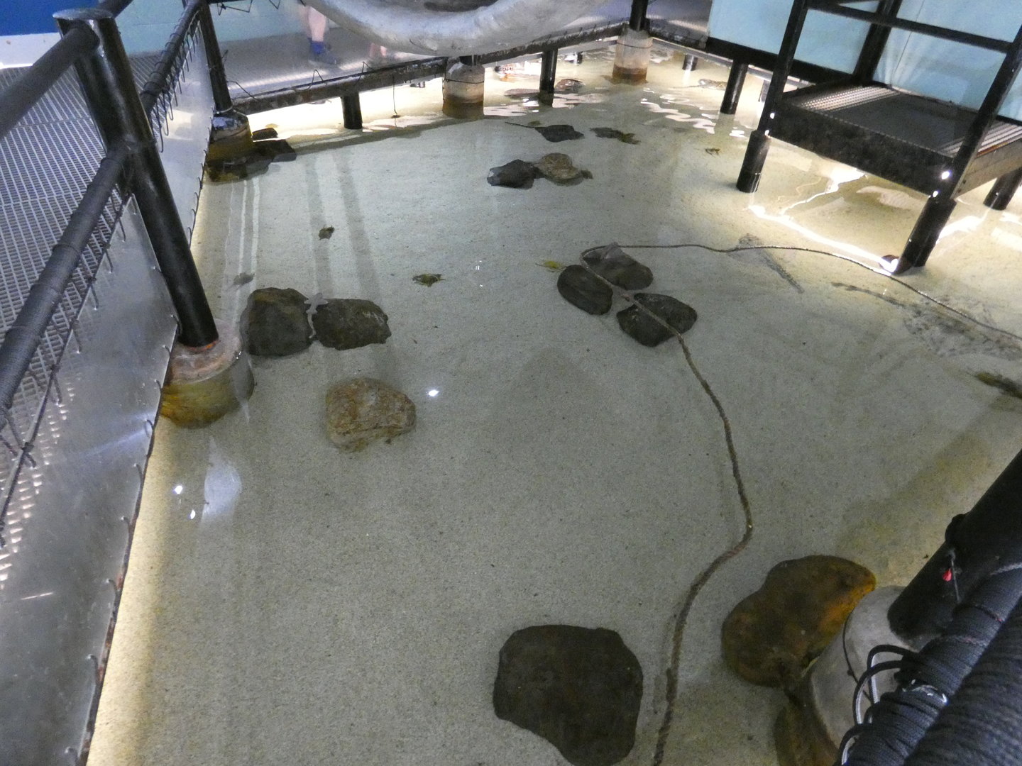 Shark and ray pool - Anglesey Sea Zoo