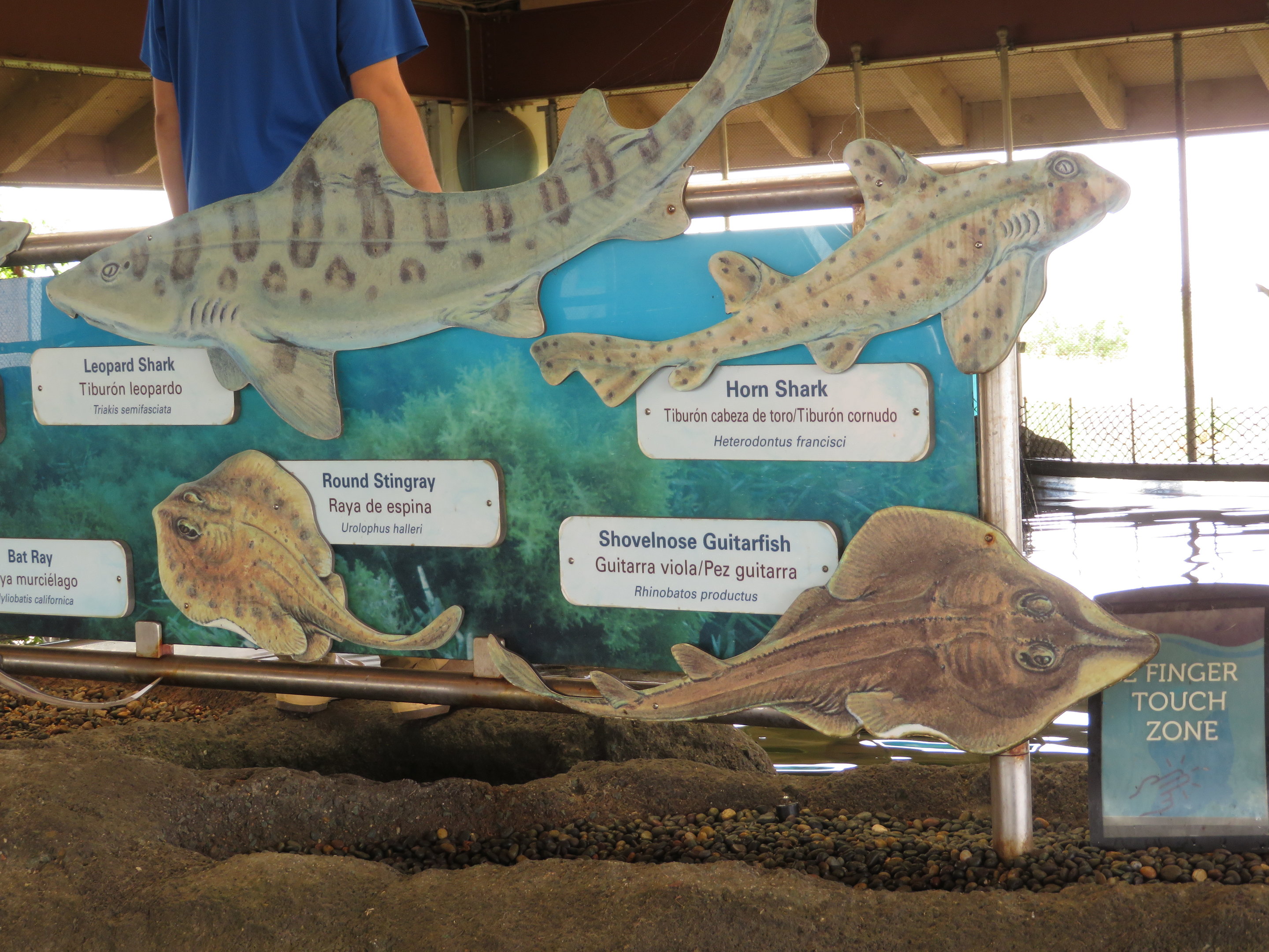 Shark and Ray Signage