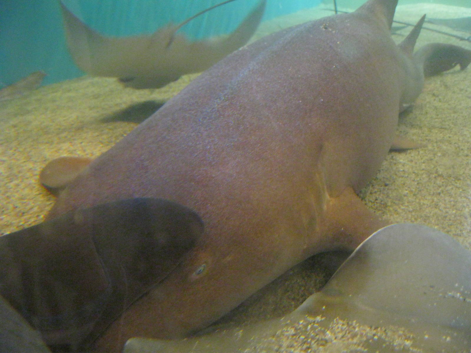 Shark and Ray Touch Tank- Nurse Shark