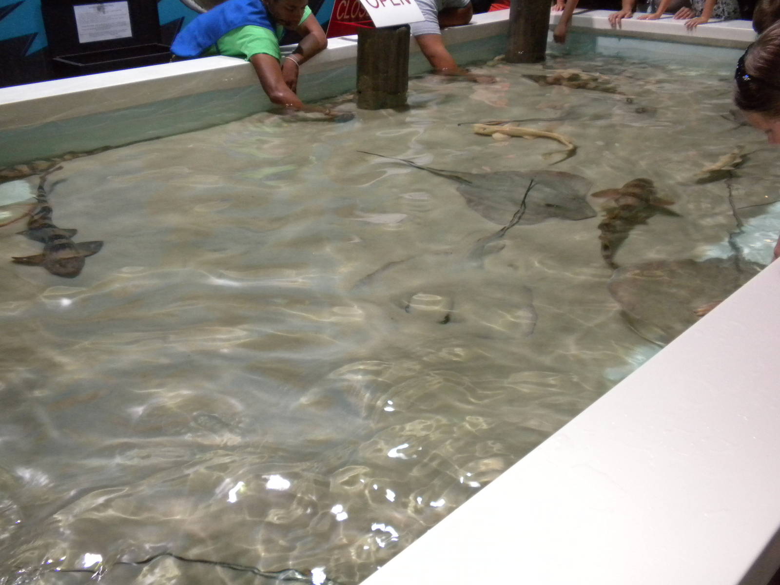 Shark and Ray touch tank
