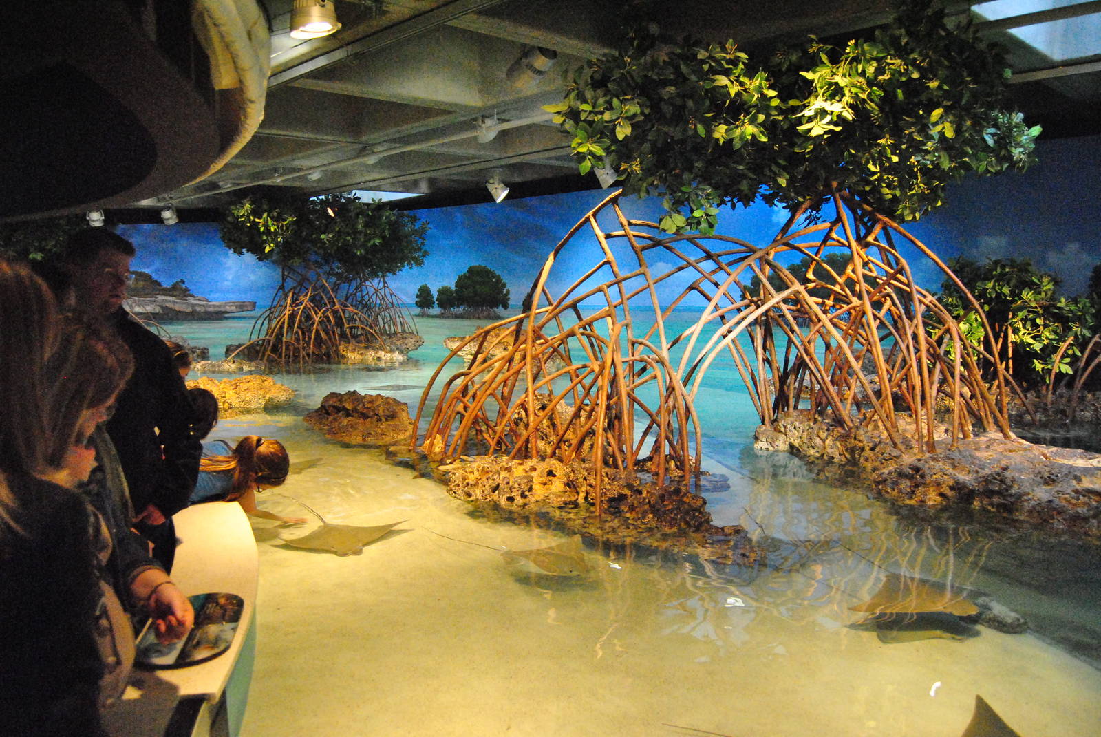 Shark and Ray Touch Tank