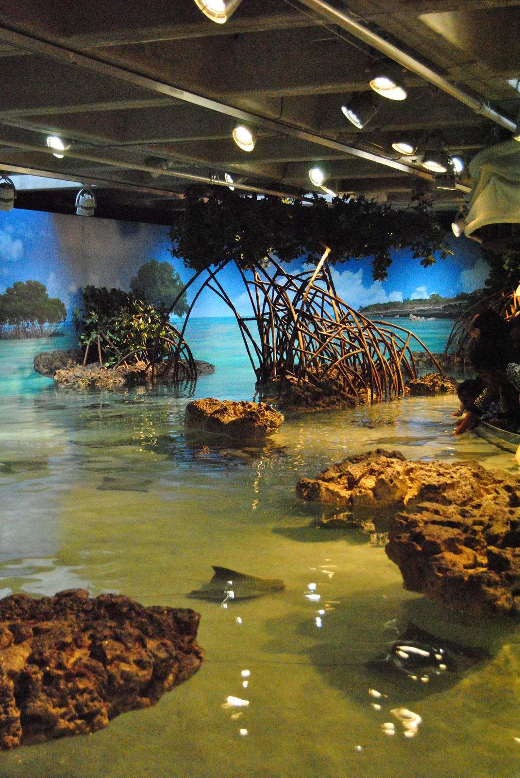 Shark and Ray Touch Tank