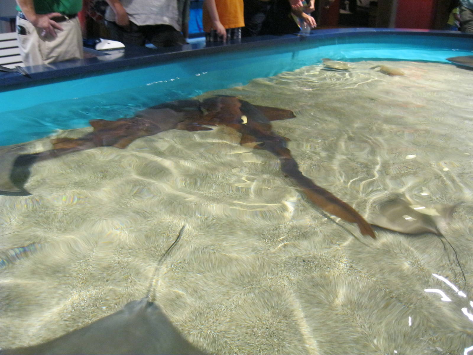Shark and Ray Touch Tank