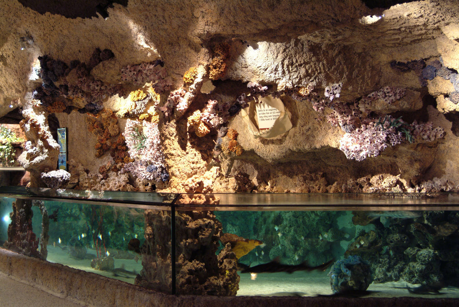 Shark and Ray touching pool