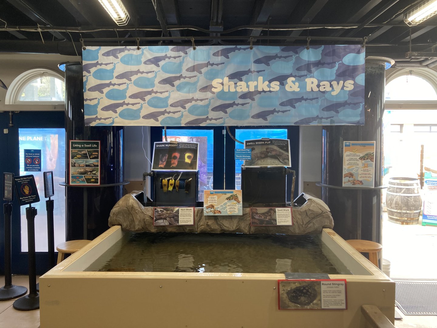 Shark and Ray Touchtank