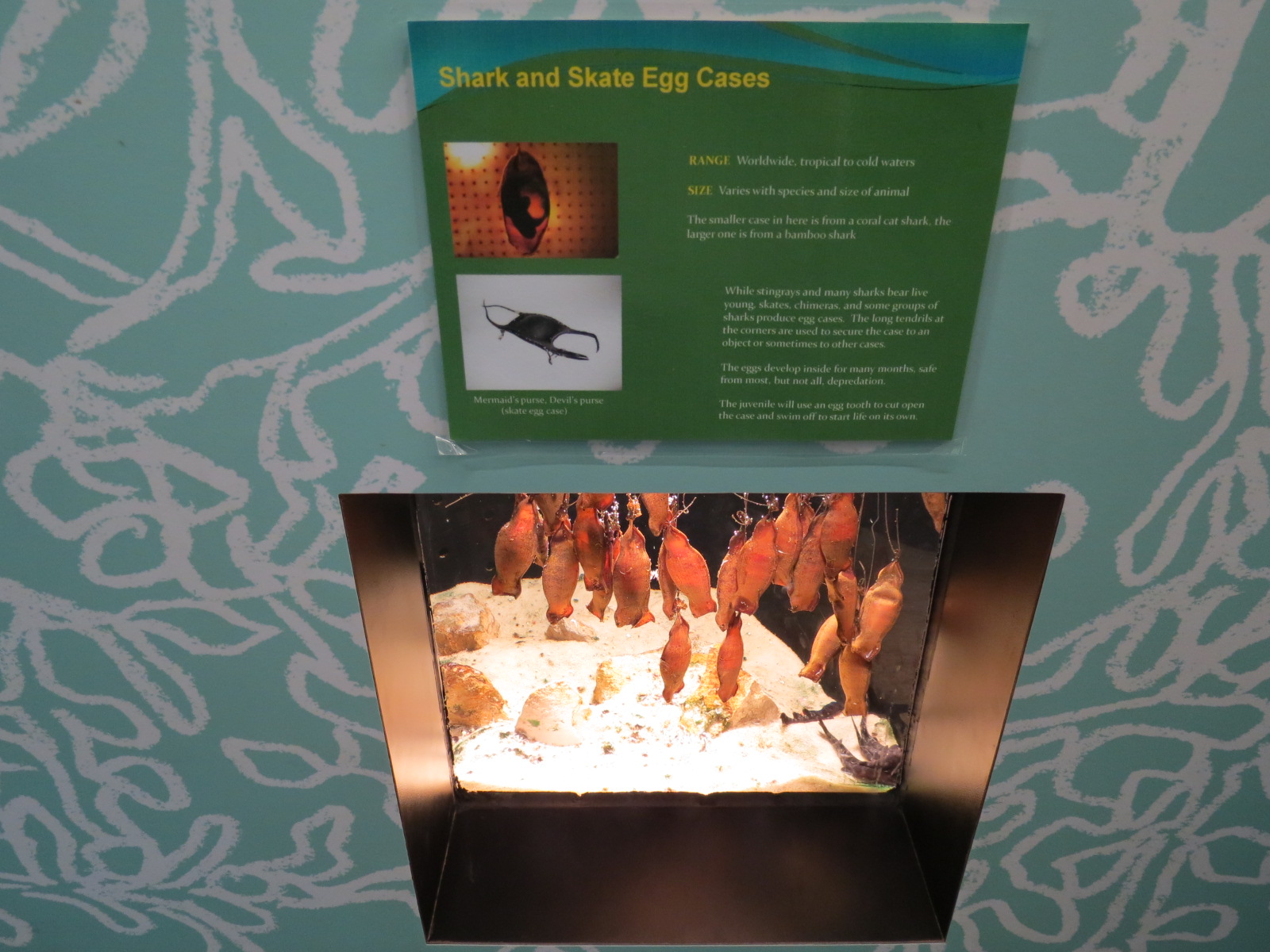 Shark and Skate Eggcases Exhibit