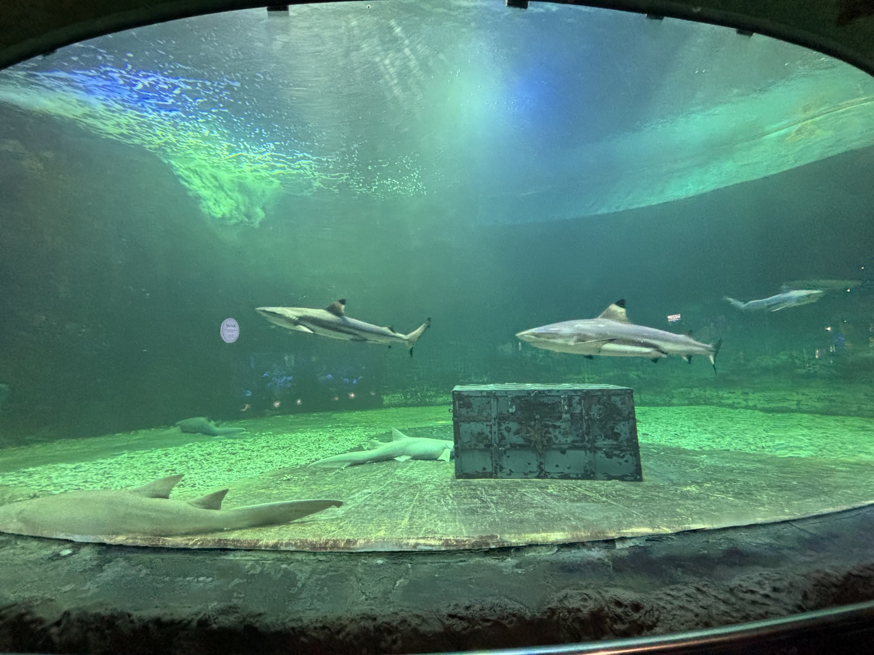 Shark Aquarium (2 species)