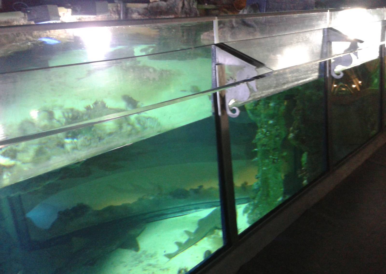 Shark aquarium from above