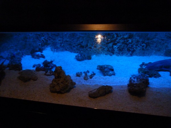 Shark aquarium