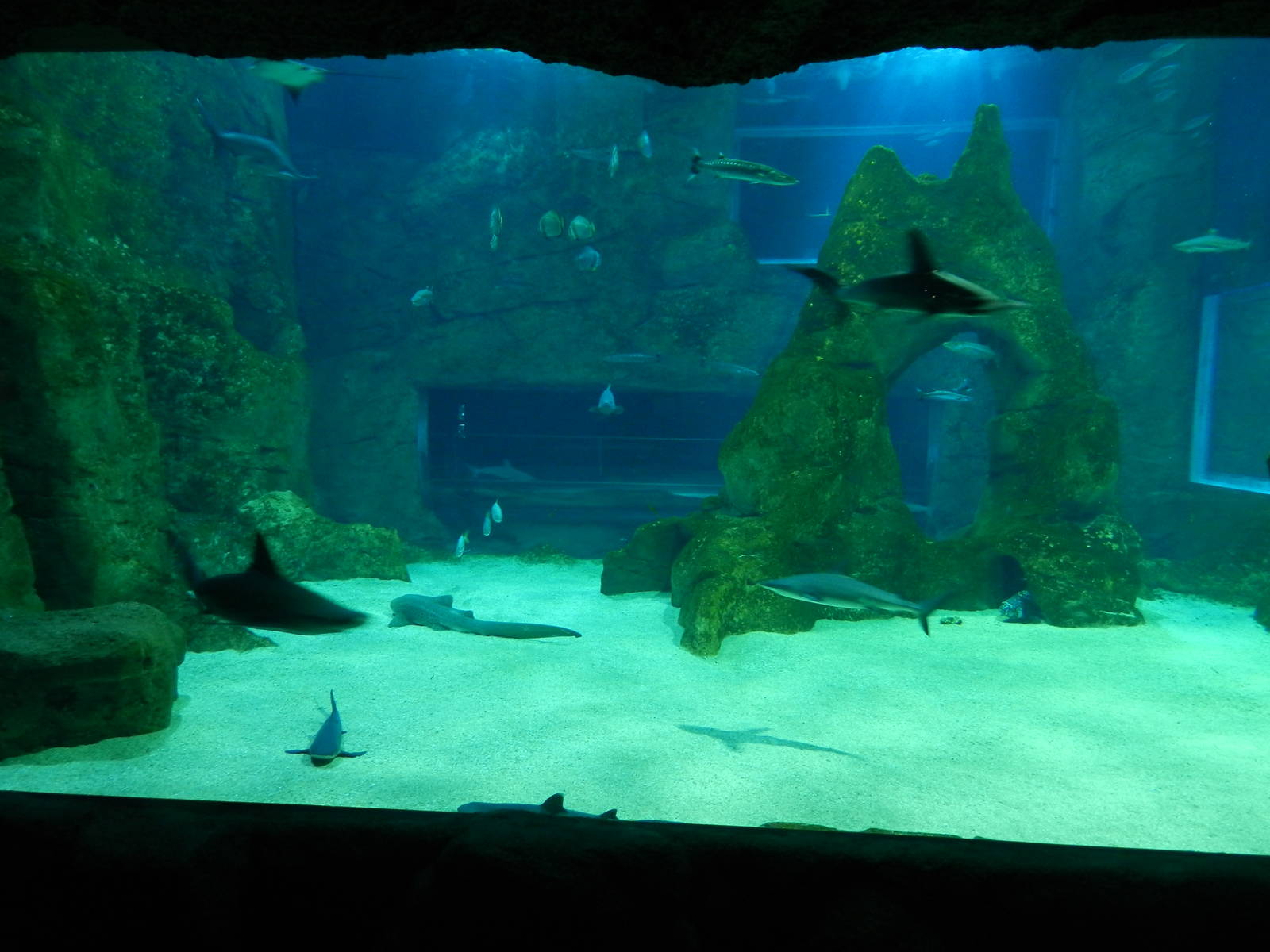 Shark aquarium